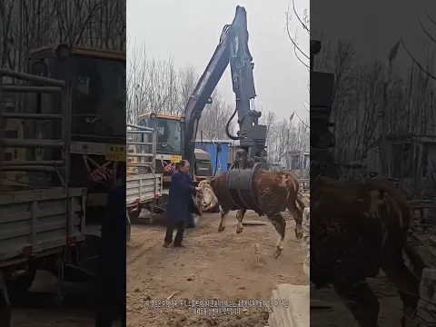농장 꿀팁! 소 한 마리도 쉽게 트럭에 싣는 현장 기술 | 소 운송 방법