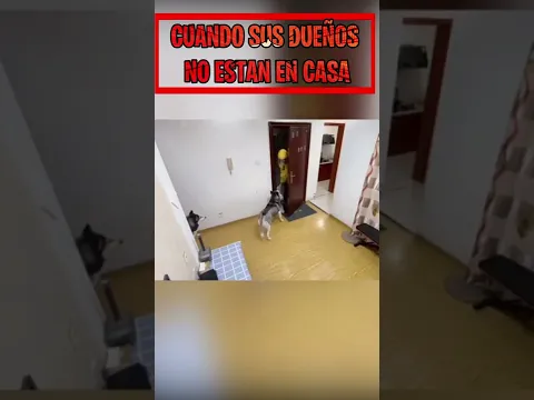 NO CREERAS LO QUE HACE ESTE PERRO CUANDO SUS DUEÑOS NO ESTAN EN CASA #Shorts #Viral