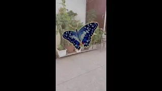Renu Gurjar Live Stream