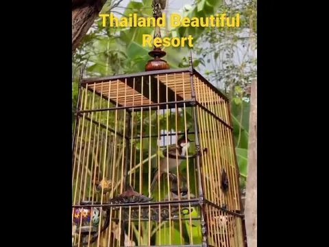Today Visited Beautiful Thailand Resort See Beautiful Nature