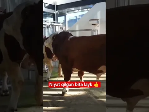 SEMENTALUZ#chorva#tiktok#instagram#farm#farming#cow#bull#ferma#geremfort#angus#avlikol#semental#buqa