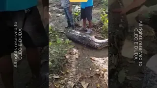 Fath3r cries after le@rning his missing son may be inside a giant snake — he acts fast, hoping to ..