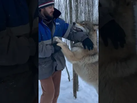 Попытка доминировать 😱‼️ Якутский ВОЛК