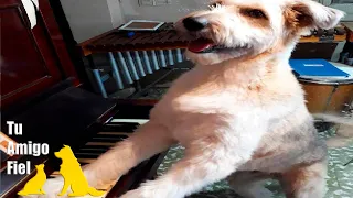 CONOCE A KORSY: El PERRITO que le facina CANTAR con su MADRE | Tu Amigo Fiel