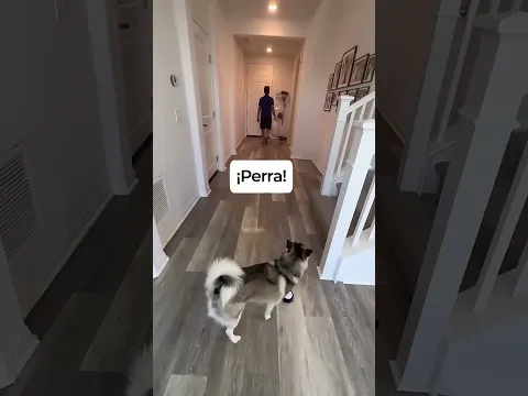 Sapphie la pomsky asigna tareas a sus padres #shorts