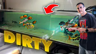 Deep Cleaning Monster Fish Aquarium