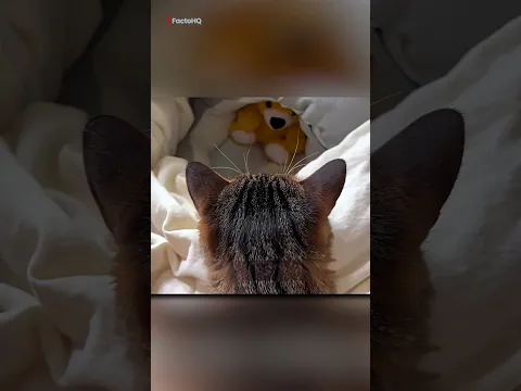 Cat Adopted Baby Puppy