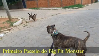 BIG PIT MONSTER PRIMEIRO DIA DE FOCINHEIRA E PASSEIO AQUI NA RUA BORA VER A REAÇÃO