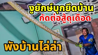 งูยักษ์ บุกบ้านกัดต่อสู้ดุเดือด