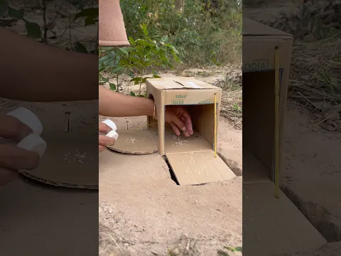 DIY Unique Bird Trap Using Cardboard Box #shorts