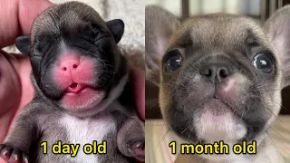 From Newborn to One Month: A French Bulldog's Journey of Growth