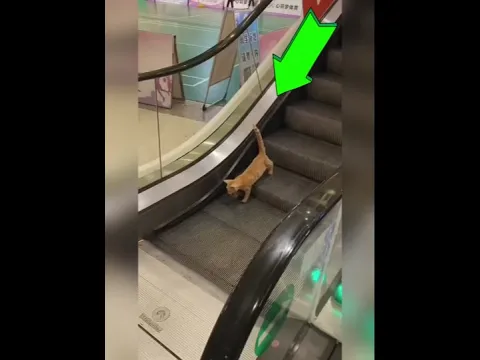 Los gatos tienen su propia manera 😂😂 #shorts #gatos