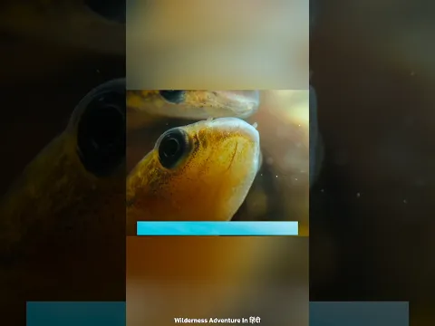 A Fish's Impossible Journey #shorts