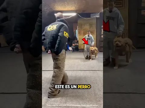 Perro Militar Muestra sus Habilidades 🤯(explicada)