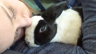 Pipkin rabbit has passed