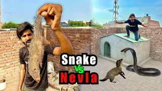 Nevlon Ko Snake House Me Chor Diya😱
