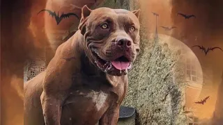 Pitbull big dog #lekthebestkennel