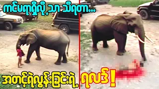 ကင်မရာနဲ့သာမရိုက်ကူးမိရင် ဘာဖြစ်လိုသေရမှန်းမသိမဲ့ တိရစ္ဆာန်ရုံက မတော်တဆမှုများ!