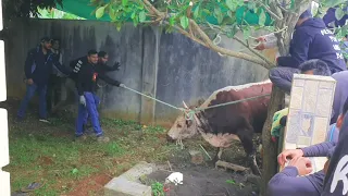 Bakrid 2021 ~ Samad Team (3) Lacord kaC