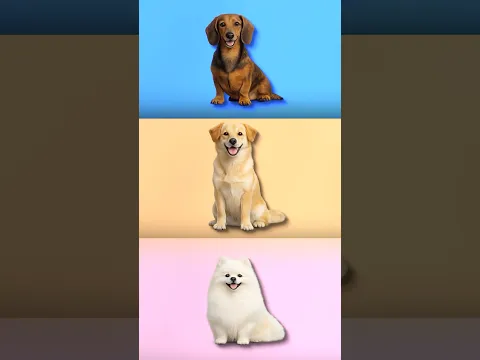 Escolha um CÃO!