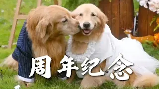 妳跑我追，准備的驚喜它插翅難飛～#金毛路虎