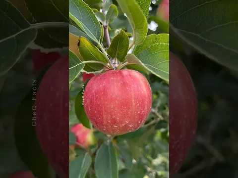 How to Grow Apple Tree at Home 🍎🍏 Unique Technique of Planting #farming #plants #shorts