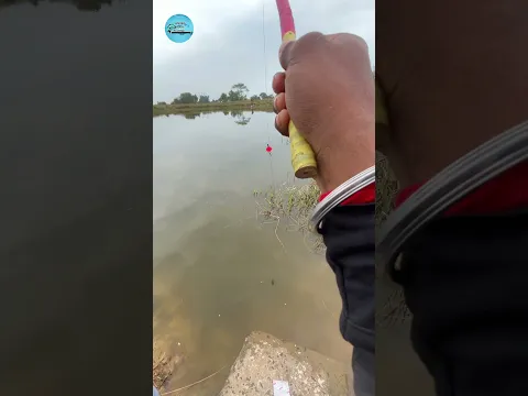 Best Carp Bait Choices: A Beginner's Guide #fishing #fishingvideo #hook_fishing #reels #shorts