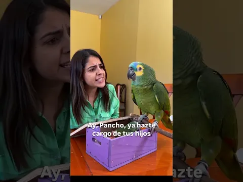 pancho discute con su novia por la paternidad de los polluelos feos