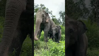 Sleepy Baby Elephant Ton Nao Refuses to Walk! Too Lazy in the Forest - Thai Elephant Story