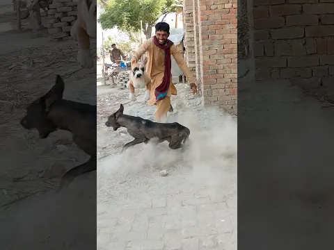 Prank with dog best funny video #shorts #viral
