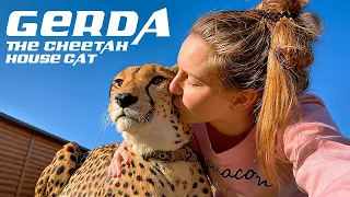 Gerda The Cheetah's Story - (Messi The Puma Family)