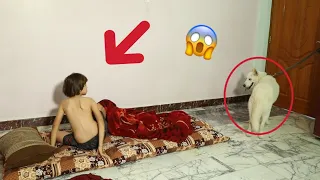 مقلب بمروان اخوي دخلت عليه كلب وهوه نايم شوفو شصار