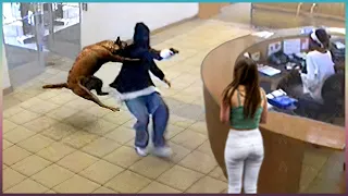 Animais Heróis Que Salvaram Vidas Humanas!