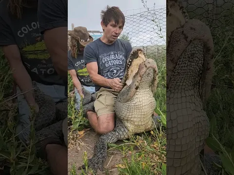 Catching Alligator! #shorts #alligators