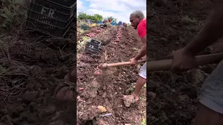 #agro #roça #youtube