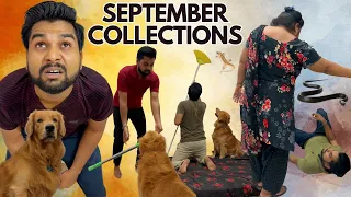 September Collection of PeaNut Golden Retriever! #dog #goldenretriever #doglover #puppy