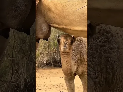 Majestic Growth of Wild Animals  #funny #cute #animals