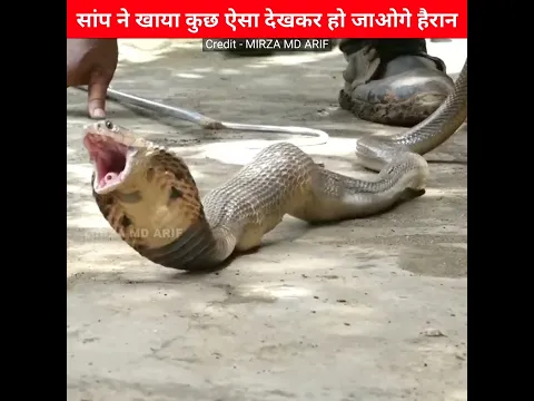 सांप ने खाया कुछ हैरान कर देने वाला 😱🐍🐍 Wait For End  #shorts #snake