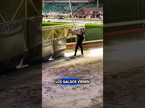 ¡Así Es Como Detener Una Carrera De Galgos! #shorts