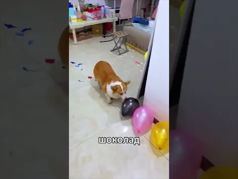 Лопни все шарики и выиграй шоколад 🎈   #short