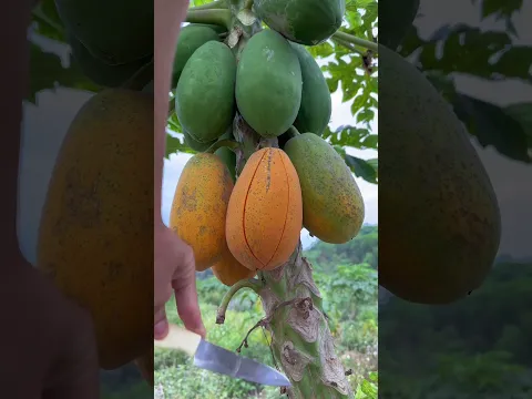 Farm fresh fully ripped papaya #fypシ #fresh