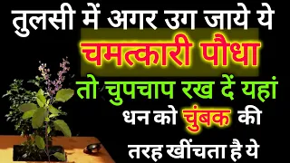 तुलसी मे उग जाए यह पौधा तो छुपा कर रख दे मां लक्ष्मी को आपके घर आना ही पड़ेगा | Vastu Shastra #Money