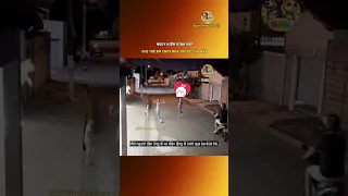 Nguy Hiểm Rình Rập Khi Trẻ Em Chơi Đùa Trước Cửa Nhà.#nghienreviewdongvat #shorts
