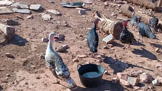 جوله في مدينه الناظور🔴