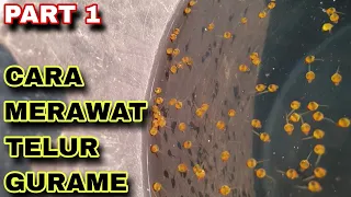PART 1 : CARA MERAWAT TELUR IKAN GURAME USIA 3-5 HARI