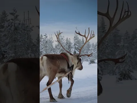 Christmas coming soon 🦌🎅 Reindeer ride of Santa Claus Lapland Finland #santaclaus #christmas #shorts