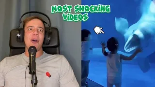 Most Shocking Videos Of Animals Part II - Comments and Reactions