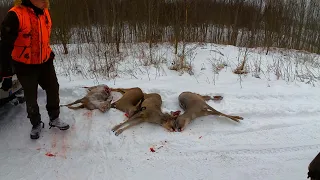 Охота #308 в саду на косулю