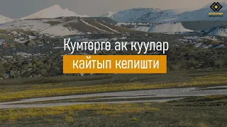 КУМТӨРГӨ АК КУУЛАР КАЙТЫП КЕЛИШТИ