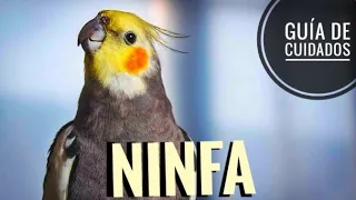 Ninfa, la mejor ave mascota?? Guía de cuidados